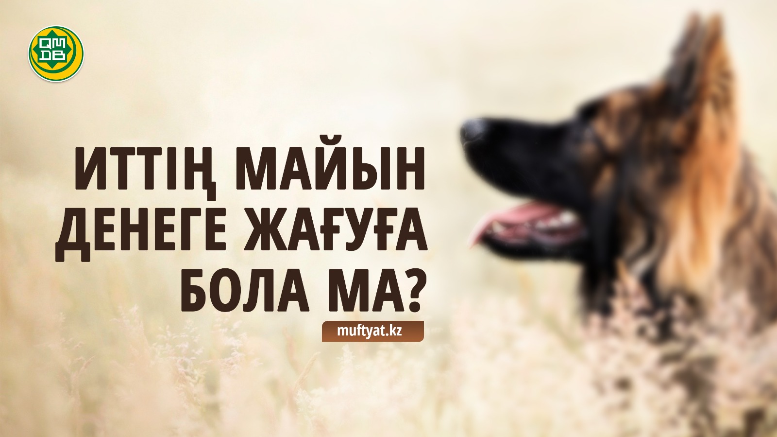 Иттің майын  денеге жағуға бола ма?